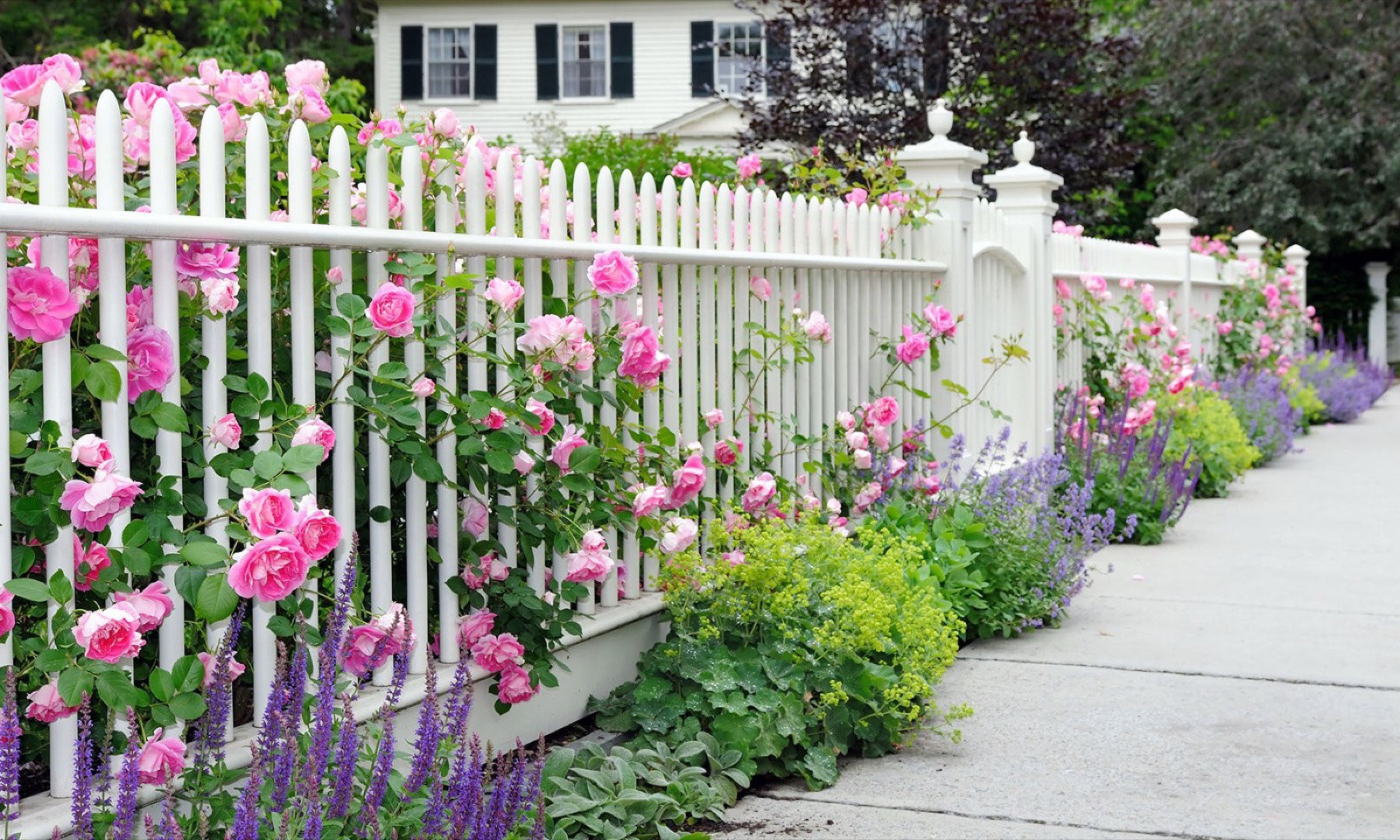 White picket fence lined with roses and lavender